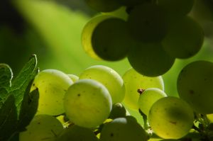 Grapes grown for wine come in many varieties.