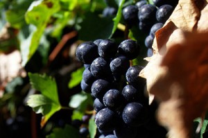 Merlot is a Bordeaux wine made with black grapes.
