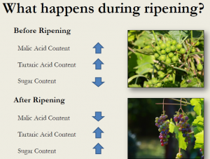 Image shows what happens while grapes ripen. 