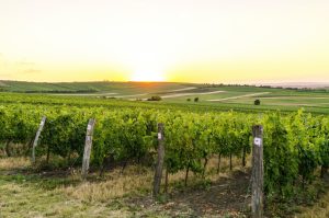 Open green fields of fresh wine grapes.