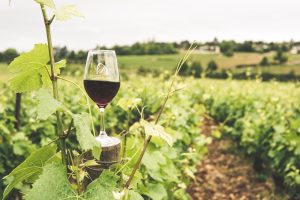 Red wine glass in open vineyard
